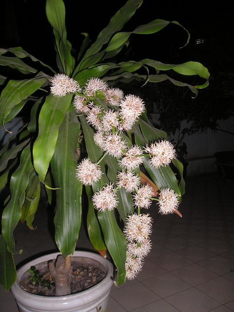 Kỹ thuật siêng sóc cây phát tài ra hoa
