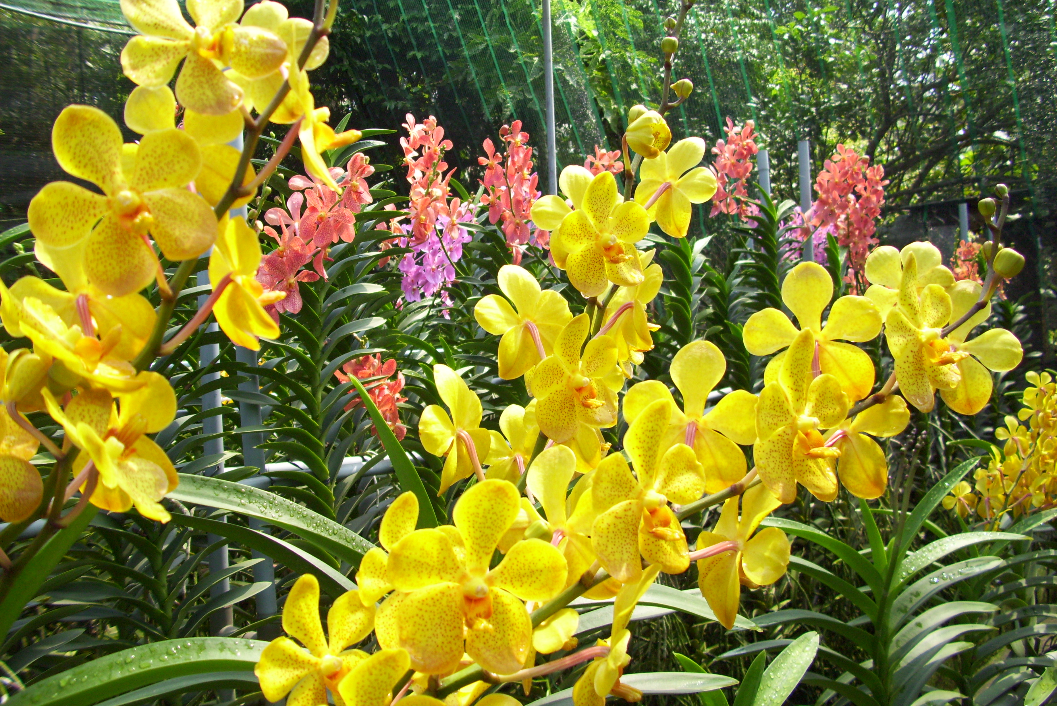 Hoa phong lan Hoa phong lan