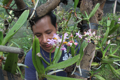 Hoa phong lan