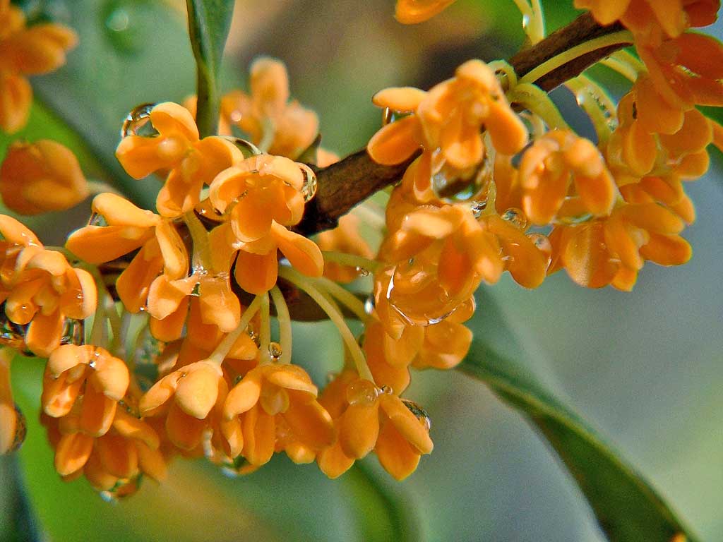 Sự tích hoa phong lan Sự tích hoa phong lan