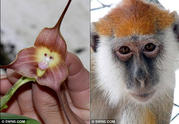 hoa phong lan mặt khỉ ở Nam Mỹ 