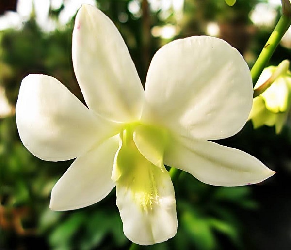 Ý nghĩa hoa Phong Lan trắng Ý nghĩa hoa Phong Lan trắng