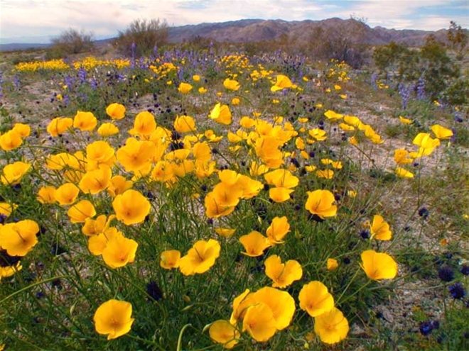 Sứ sở hoa Poppy vào mùa hè nóng bức tại California