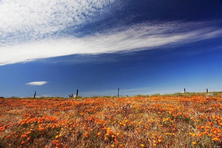 Sứ sở hoa Poppy vào mùa hè nóng bức tại California