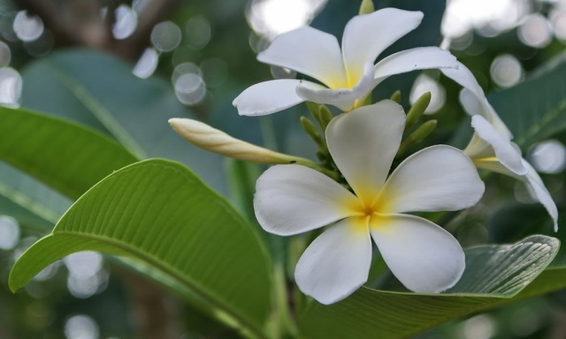 Sự tích hoa sứ (Hoa đại) Sự tích hoa sứ (Hoa đại)