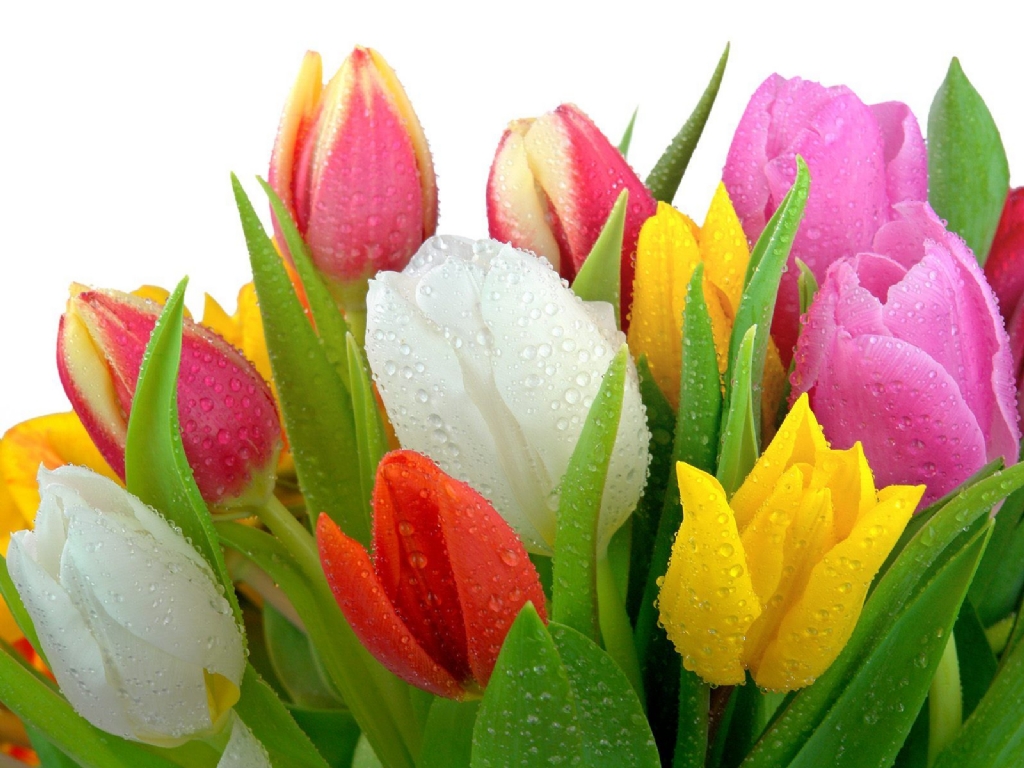 Hoặc chọn hoa tulip để thể hiện sự thanh lịch