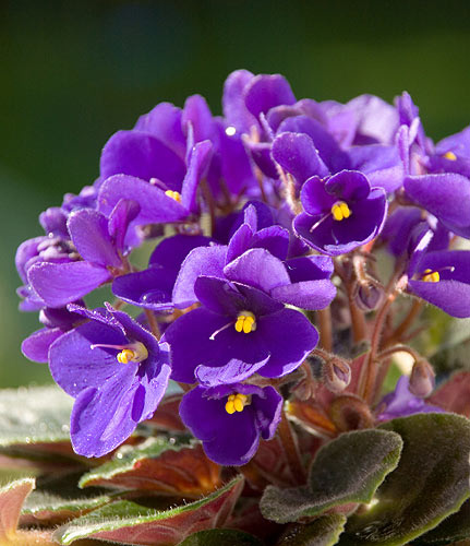 Hoa Violet