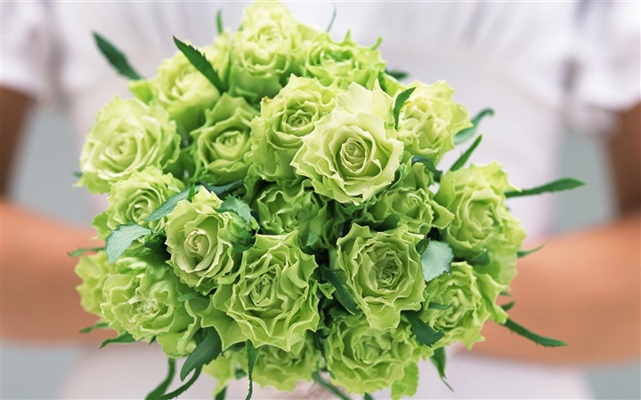 Những lo&agrave;i hoa m&agrave;u xanh l&aacute; c&acirc;y b&igrave;nh dị