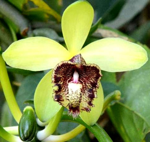 Những lo&agrave;i hoa m&agrave;u xanh l&aacute; c&acirc;y b&igrave;nh dị