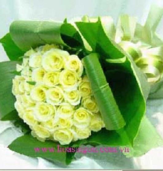 Hoa xin lỗi HB39 Hoa xin lỗi HB39