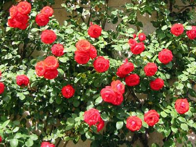 Kỹ thuật trồng và chăm sóc hoa hồng