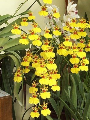 Hoa lan Vũ Nữ giống như một cô gái đang khiêu vũ trên sân khấu