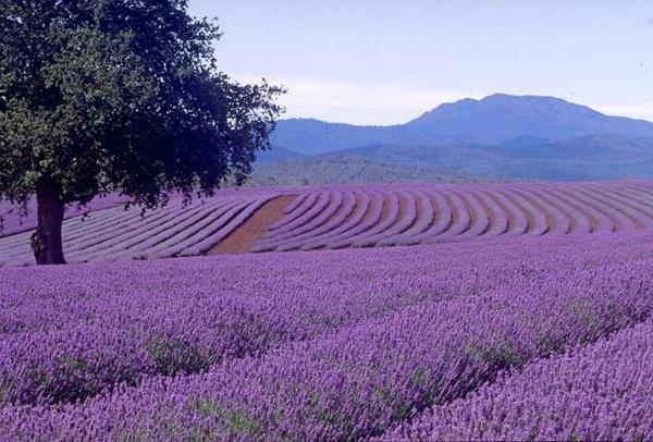 Cánh đồng lavender dài bạc ngàn