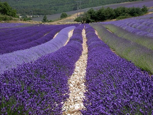 Hoa lavender được trồng theo từng hàng chạy thẳng tấp