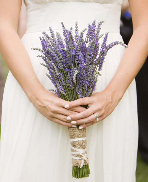 Hoa oải hương - lavender