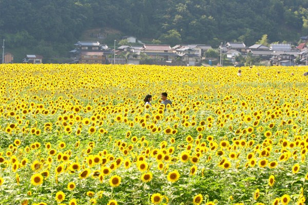 Lễ hội hoa hướng dương Himawari Matsuri 