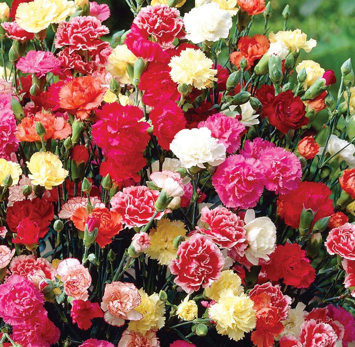 Hoa cẩm chướng mang vẻ đẹp bình dị nhẹ nhàng