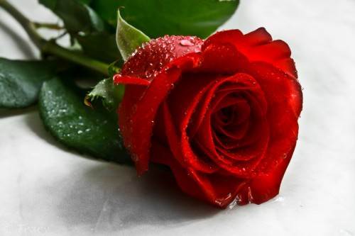 Hoa hồng đỏ là quà tặng không thể thiếu được vào ngày lễ tình nhân