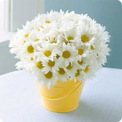 Chậu hoa cúc trắng tinh khôi cho cô nàng yêu những màu nhẹ nhàng, tươi mát