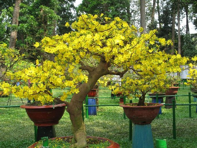 Hướng dẫn kỹ thuật chăm sóc mai tết có rễ chậm phát triển Hướng dẫn kỹ thuật chăm sóc mai tết có rễ chậm phát triển