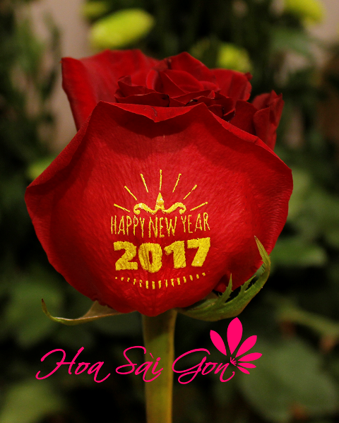 Món quà Mừng xuân 2017 sử dụng đóa hoa hồng Ecuador nhập khẩu màu đỏ tươi tắn 