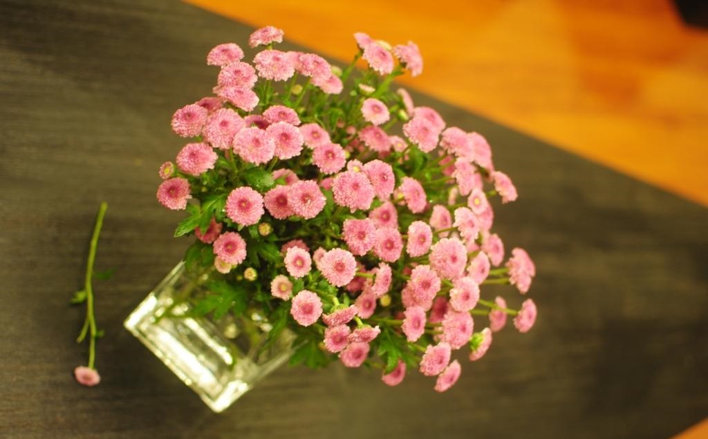 Hoa Calimero là một loài hoa nhỏ nhắn mang vẻ đẹp mới mẻ, độc đáo, là biểu tượng của tình bạn