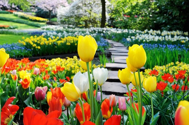 Hoa tulip có rất nhiều màu sắc tuyệt đẹp