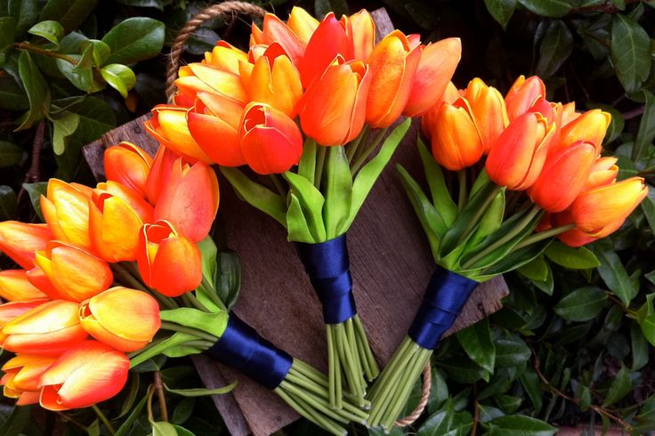 Nhưng nếu muốn bày tỏ lòng yêu quý đối với người bạn của mình thì nên chọn hoa tulip cam