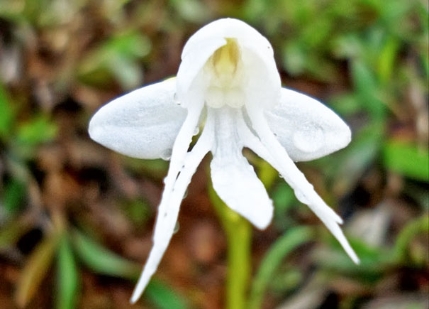 Loài hoa Habenaria Grandifloriformis