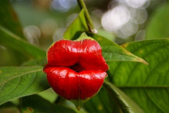 Hoa Psuchotria elata với hình dáng như đôi môi đỏ mọng cháy bỏng 
