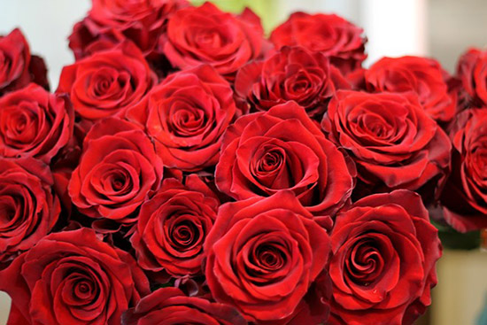 Vào dịp 20 tháng 10 bạn có thể chọn hoa hồng đỏ, một bó hoa như bắt đầu cho tình yêu lãng mạn