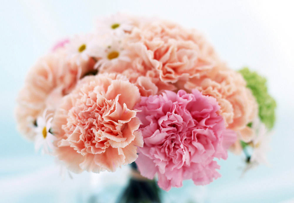 Bó hoa cẩm chướng đẹp ngày 20/10 dành tặng mẹ