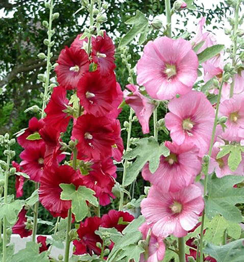 Hoa mãn đình hồng có hai màu chủ yếu là hồng và đỏ