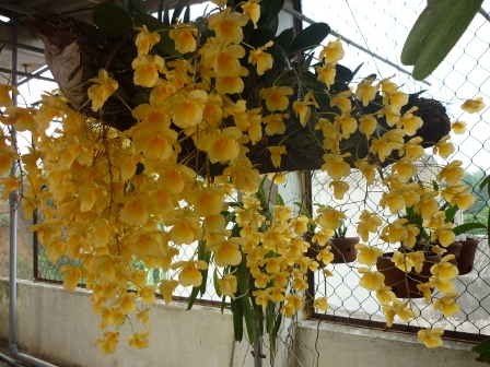 Phong lan Dendrobium