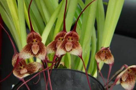 hoa phong lan mặt khỉ ở Nam Mỹ 