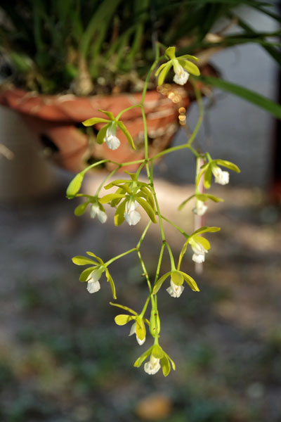 phong lan rừng trong hội hoa xuân 2013