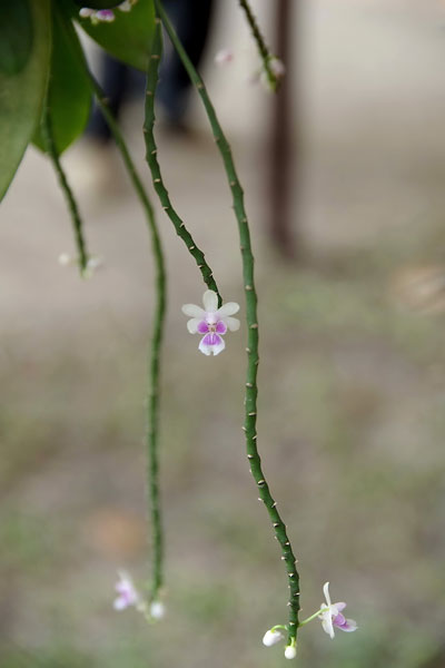 phong lan rừng trong hội hoa xuân 2013