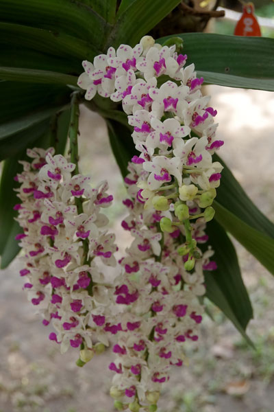 phong lan rừng trong hội hoa xuân 2013