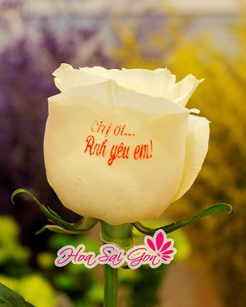 Hoa hồng biết nói với thông điệp vô cùng đáng yêu "Chị ơi... Anh yêu em"