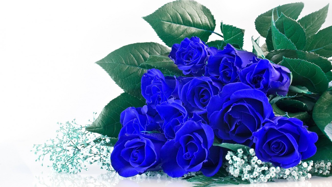 Hoặc có thể chọn những bông hồng xanh để mang đến sự khác biệt với ý nghĩa tình yêu vĩnh cửa