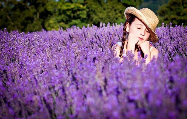 Hoa lavender được xem là loài hoa đẹp ngày 20/10 dành tặng người thân