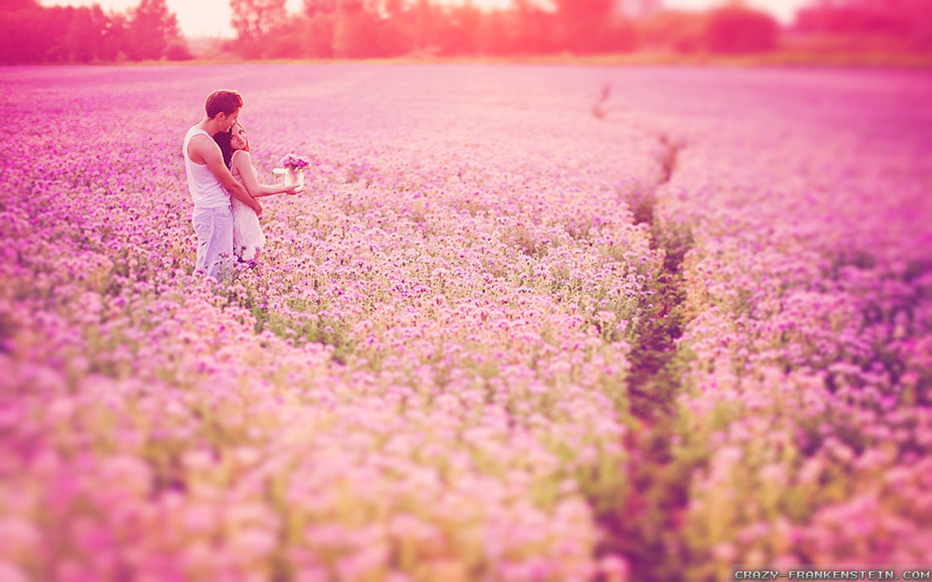 Lavender là một trong những loài thảo mộc thiêng liêng giữa mùa hè, và nó còn tượng trưng cho điều may mắn