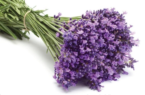 Bó hoa lavender chính là món quà tuyệt vời dành tặng những người phụ nữ thân yêu bên cạnh bạn