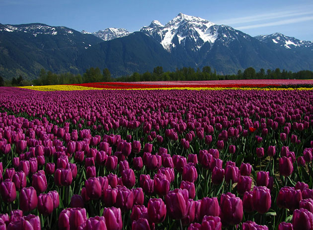 Thiên đường hoa Tulip