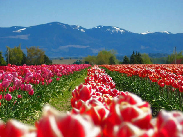 Thiên đường hoa Tulip