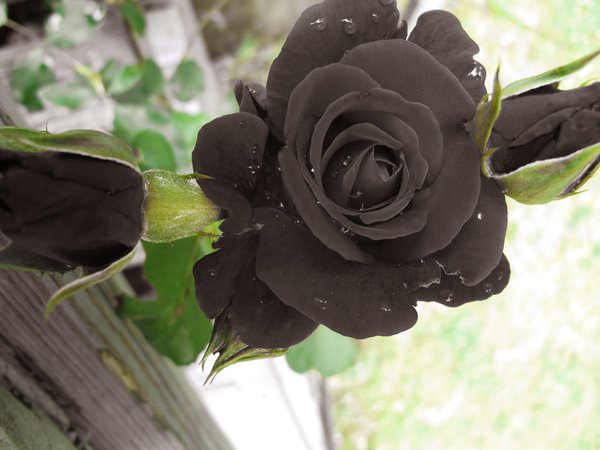 Bông hồng tặng sinh nhật màu đen
