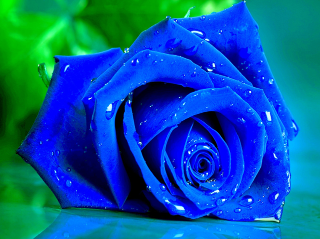 Bông hồng tặng sinh nhật màu xanh