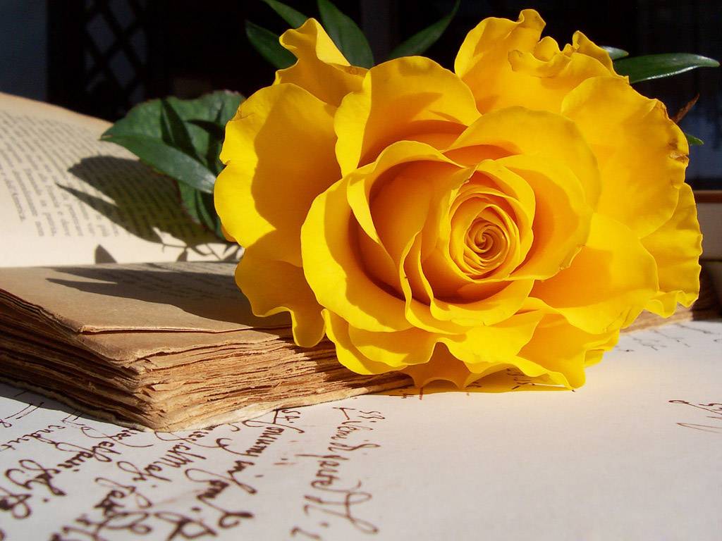 Bông hồng tặng sinh nhật màu vàng