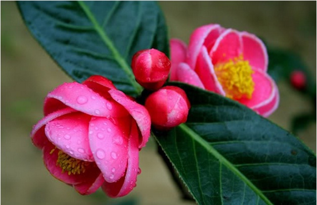 Hoa Hải đường có màu sắc rực rỡ bắt mắt từ lâu đã trở thành một loại hoa được trưng bày phổ biến vào ngày Tết