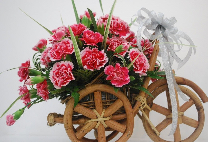 Hoa cẩm chướng tặng cho cha mẹ